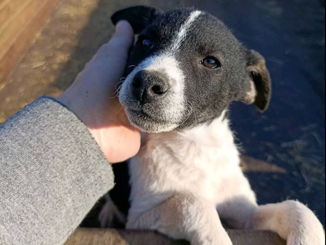 Adotta un cane, maschio, 3 mesi, Firenze