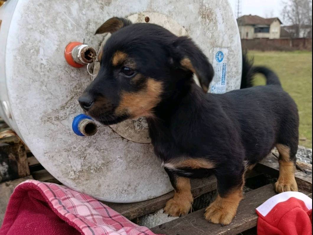 Adotta un cane, taglia piccola, maschio, Firenze