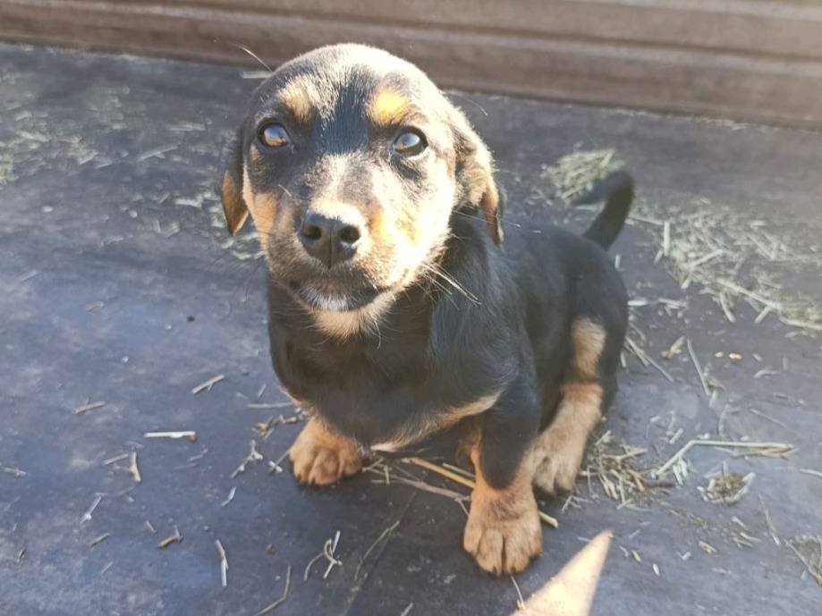 Adotta il cane LEO e TEO a Firenze