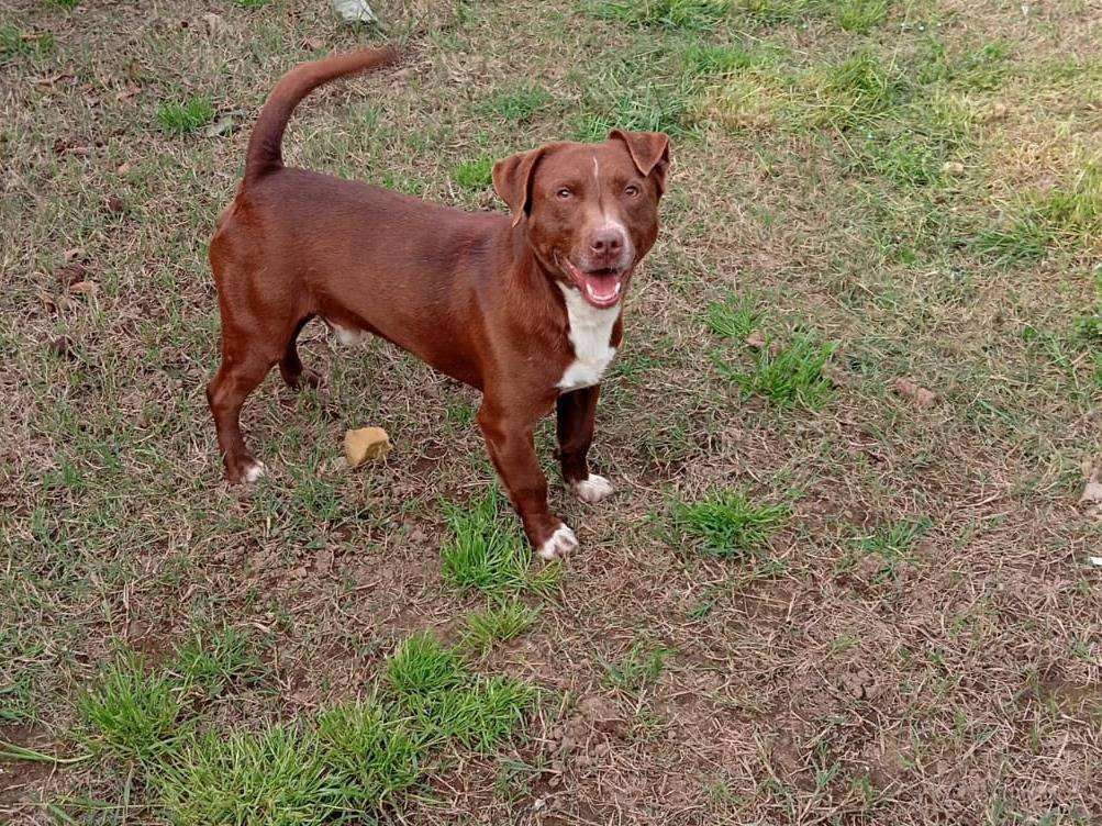 Adozione cane, maschio, Pitbull Bassotto, 2 anni e 1 mese, taglia media contenuta, Caserta