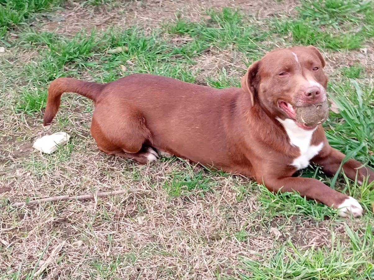 Adotta un cane, maschio, 2 anni e 1 mese, Caserta