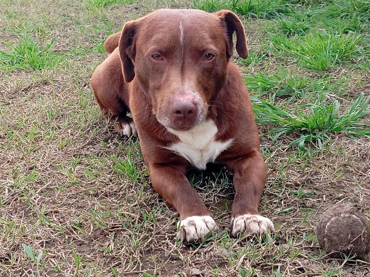 Adotta un cane, taglia media contenuta, maschio, Caserta