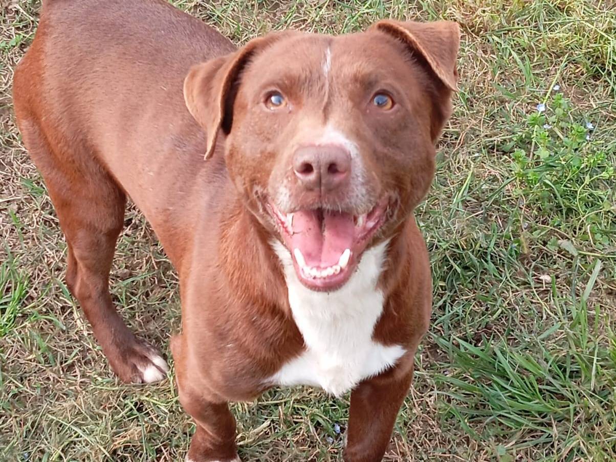 Vuoi adottare un cane a Caserta?