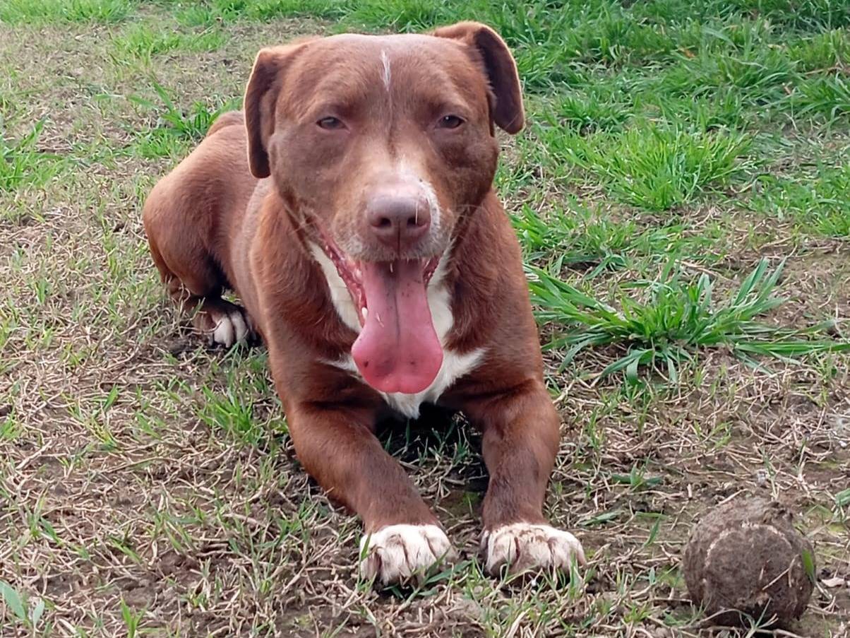 Adotta il cane Charlie  a Caserta