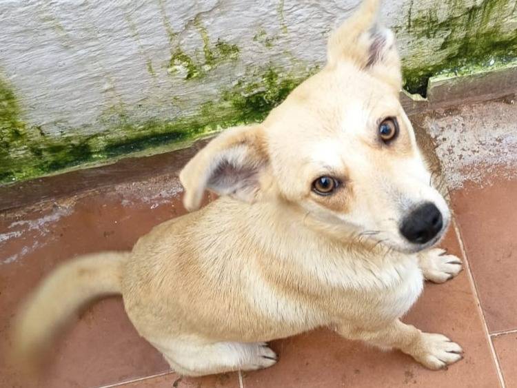 Adozione cane, femmina, Razza sconosciuta Razza sconosciuta, 2 anni, taglia piccola, Varese