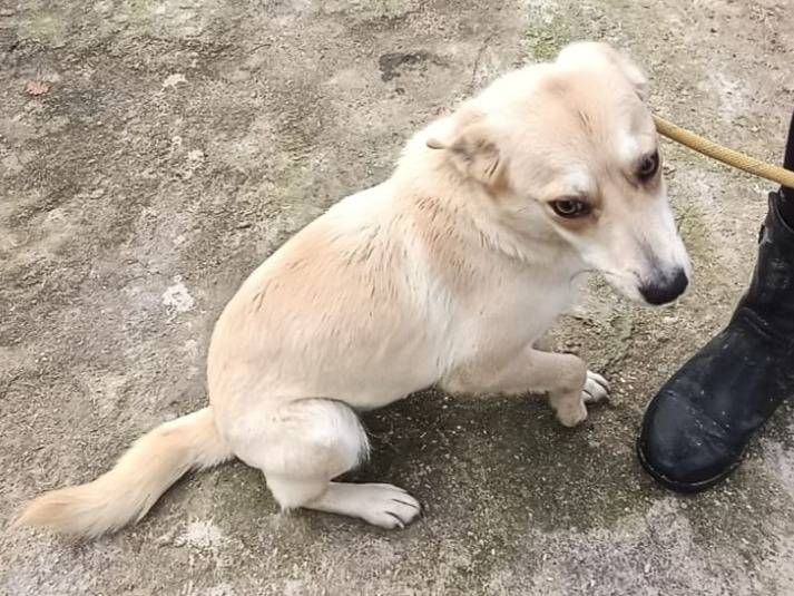 Adotta un cane, taglia piccola, femmina, Varese