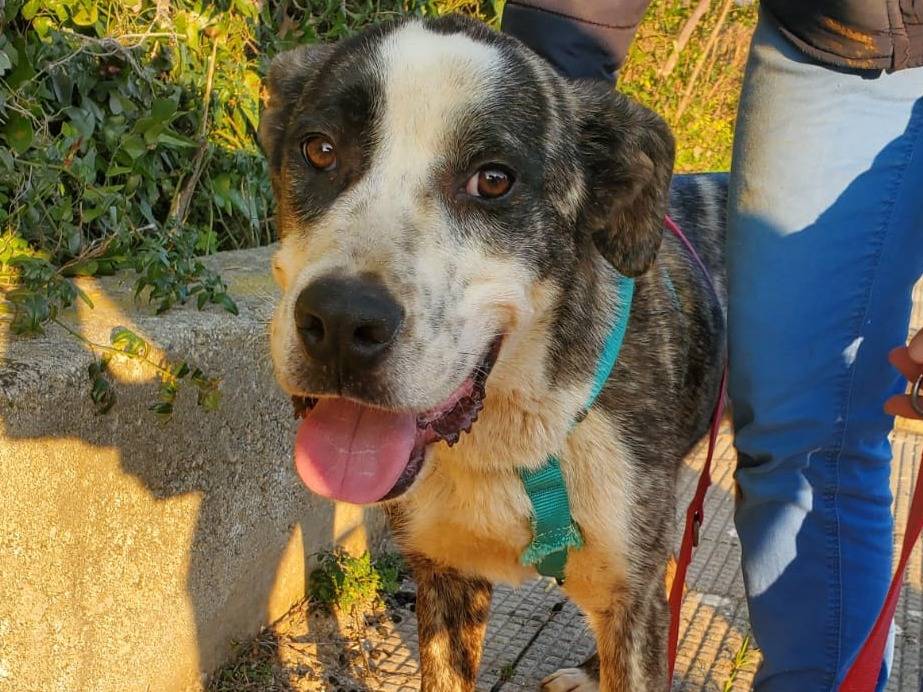 Adozione cane, maschio, Razza sconosciuta Razza sconosciuta, 9 mesi, taglia media, Bologna