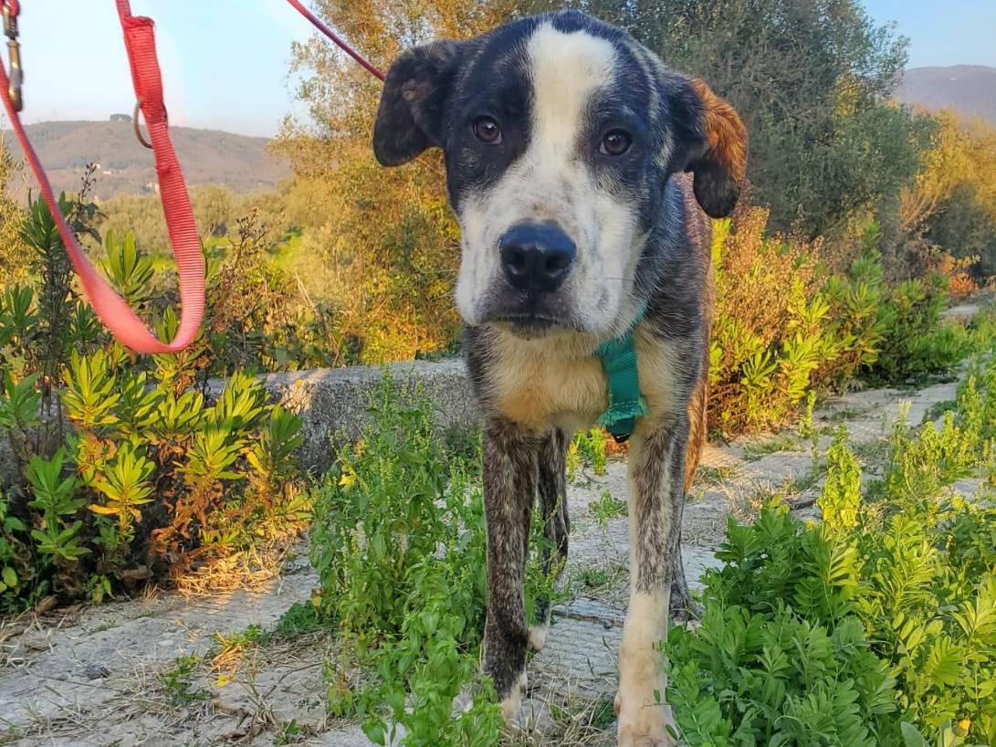 Adotta un cane, maschio, 9 mesi, Bologna