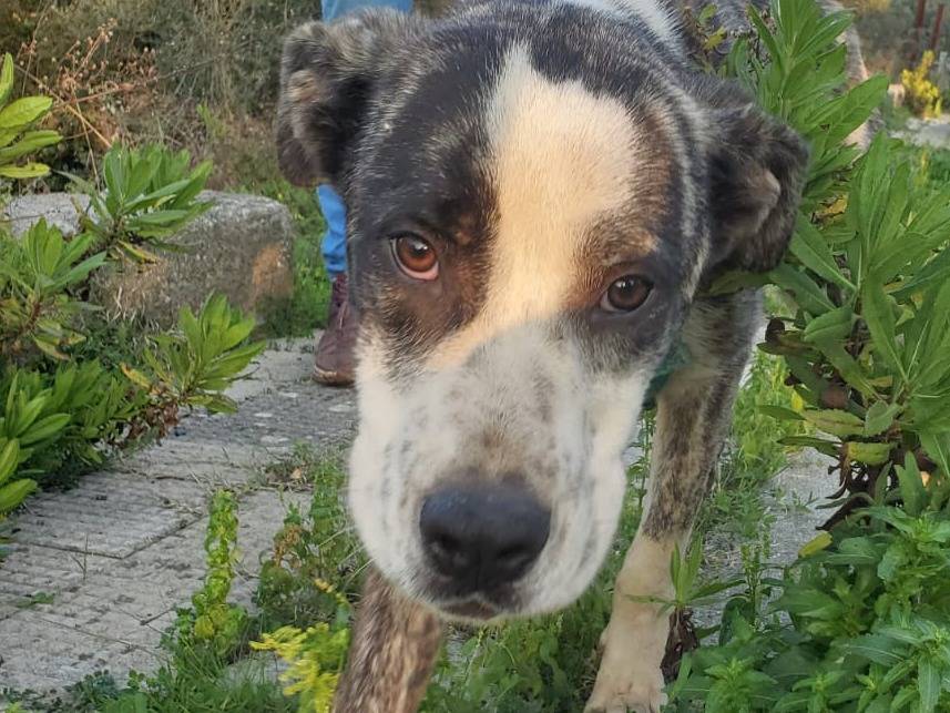 Adotta un cane, taglia media, maschio, Bologna