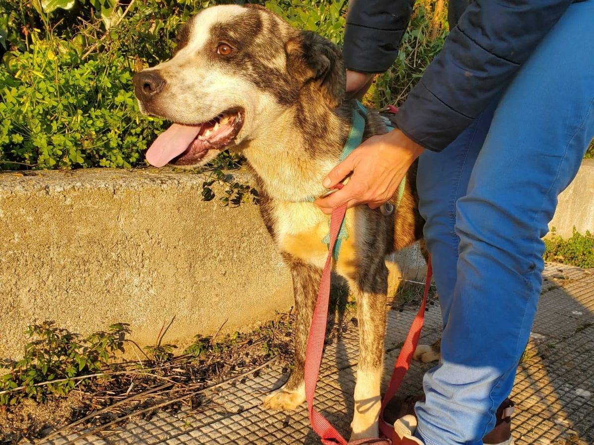 Vuoi adottare un cane a Bologna?