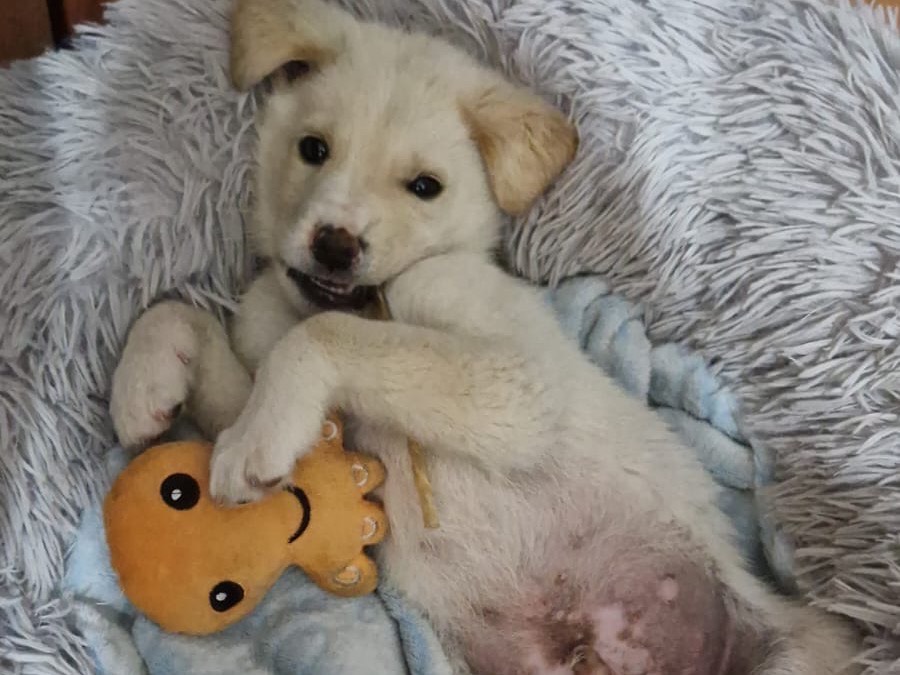 Adozione cane, maschio, Labrador Retriever Razza sconosciuta, 2 mesi, taglia media, Siracusa