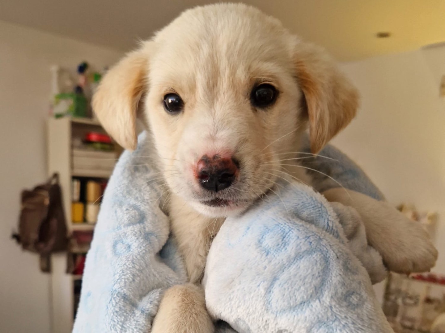 Adotta un cane, maschio, 2 mesi, Siracusa