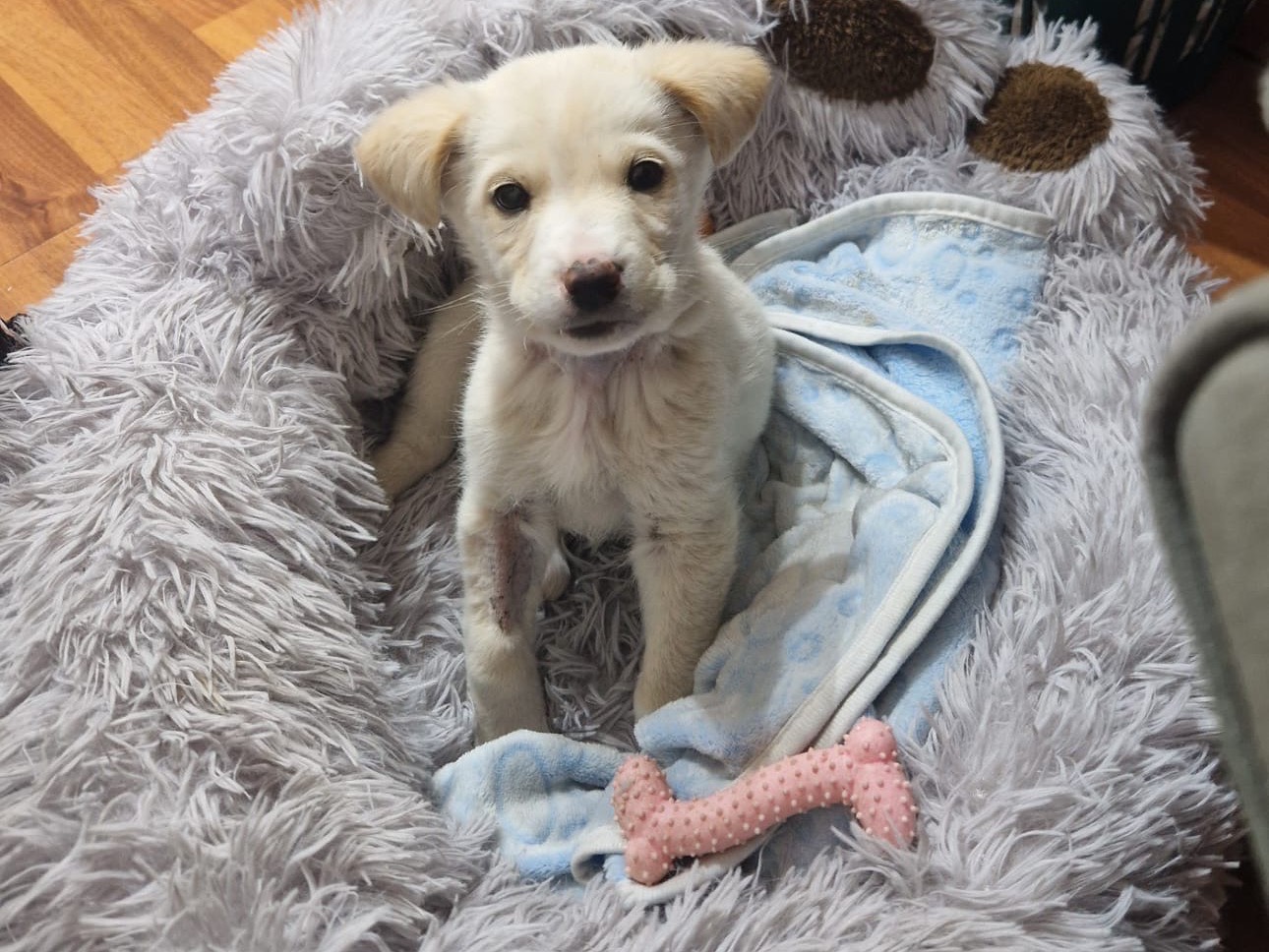 Adotta un cane, taglia media, maschio, Siracusa