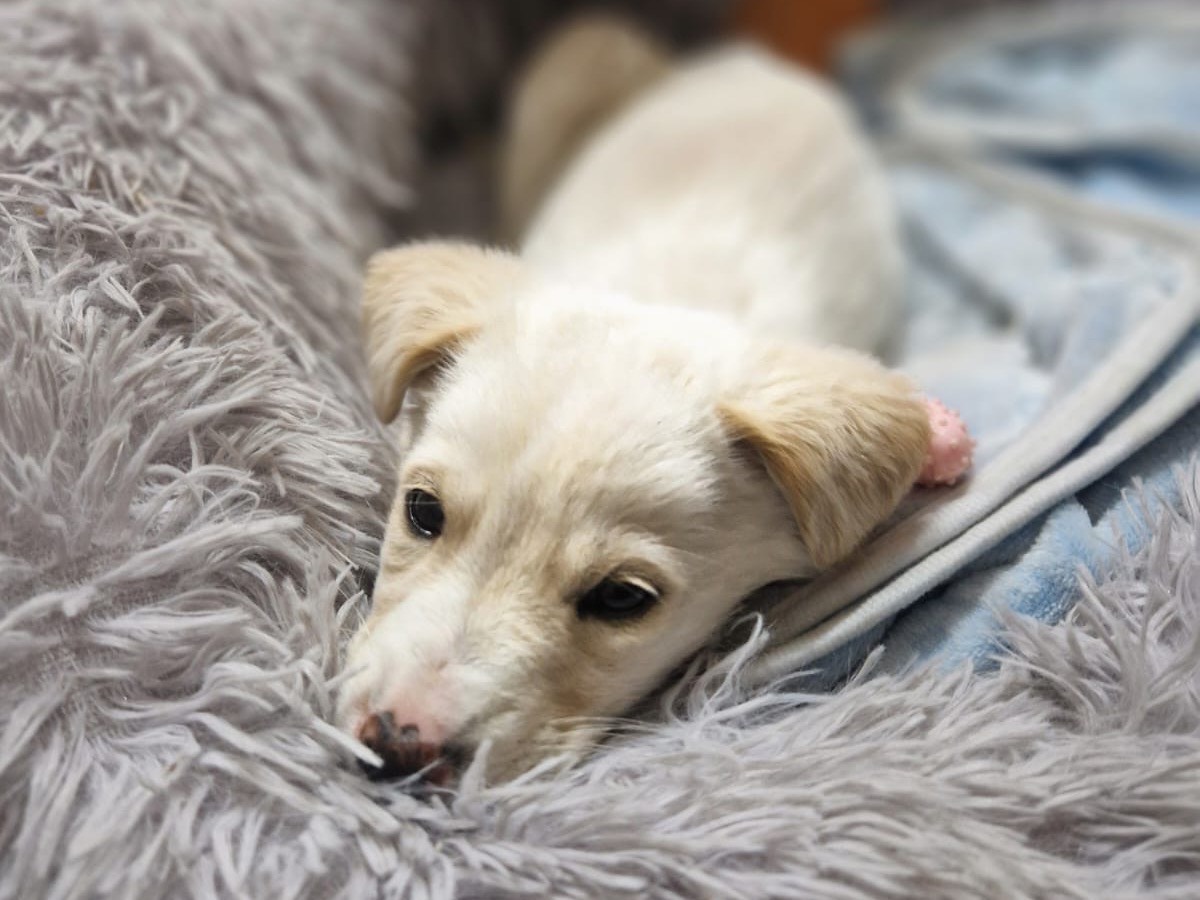 Vuoi adottare un cane a Siracusa?