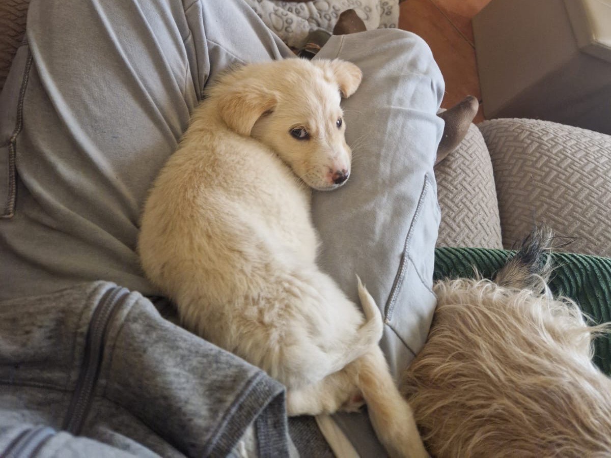 Adotta il cane Wilson  a Siracusa