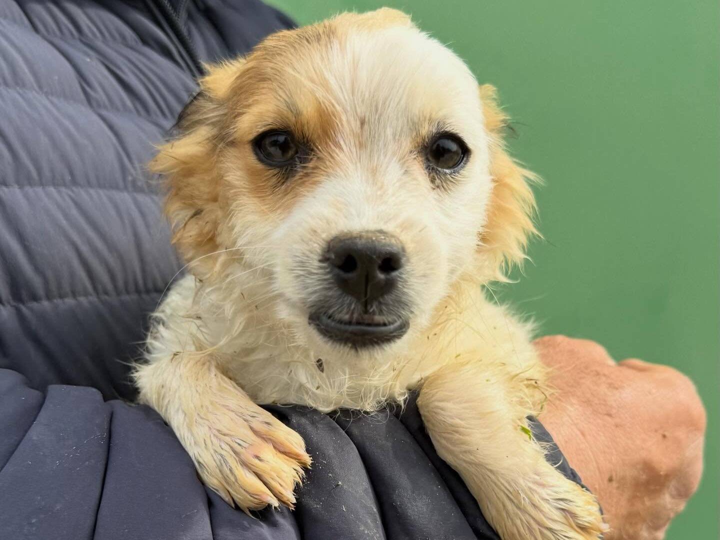 Adozione cane, femmina, Razza sconosciuta Razza sconosciuta, 4 mesi, taglia piccola, Matera