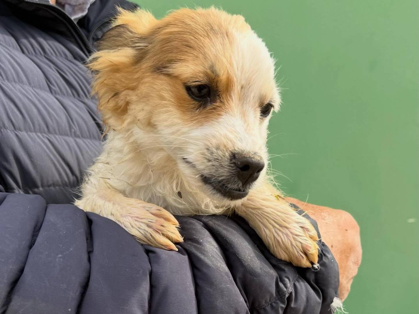 Adotta un cane, femmina, 4 mesi, Matera