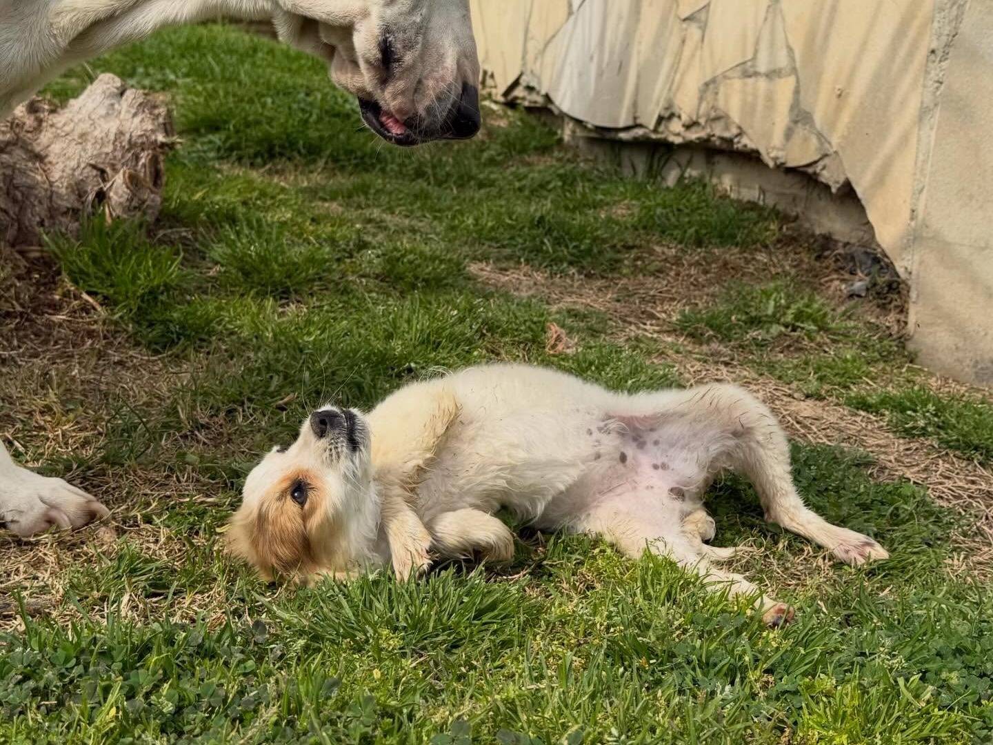 Adotta un cane, taglia piccola, femmina, Matera