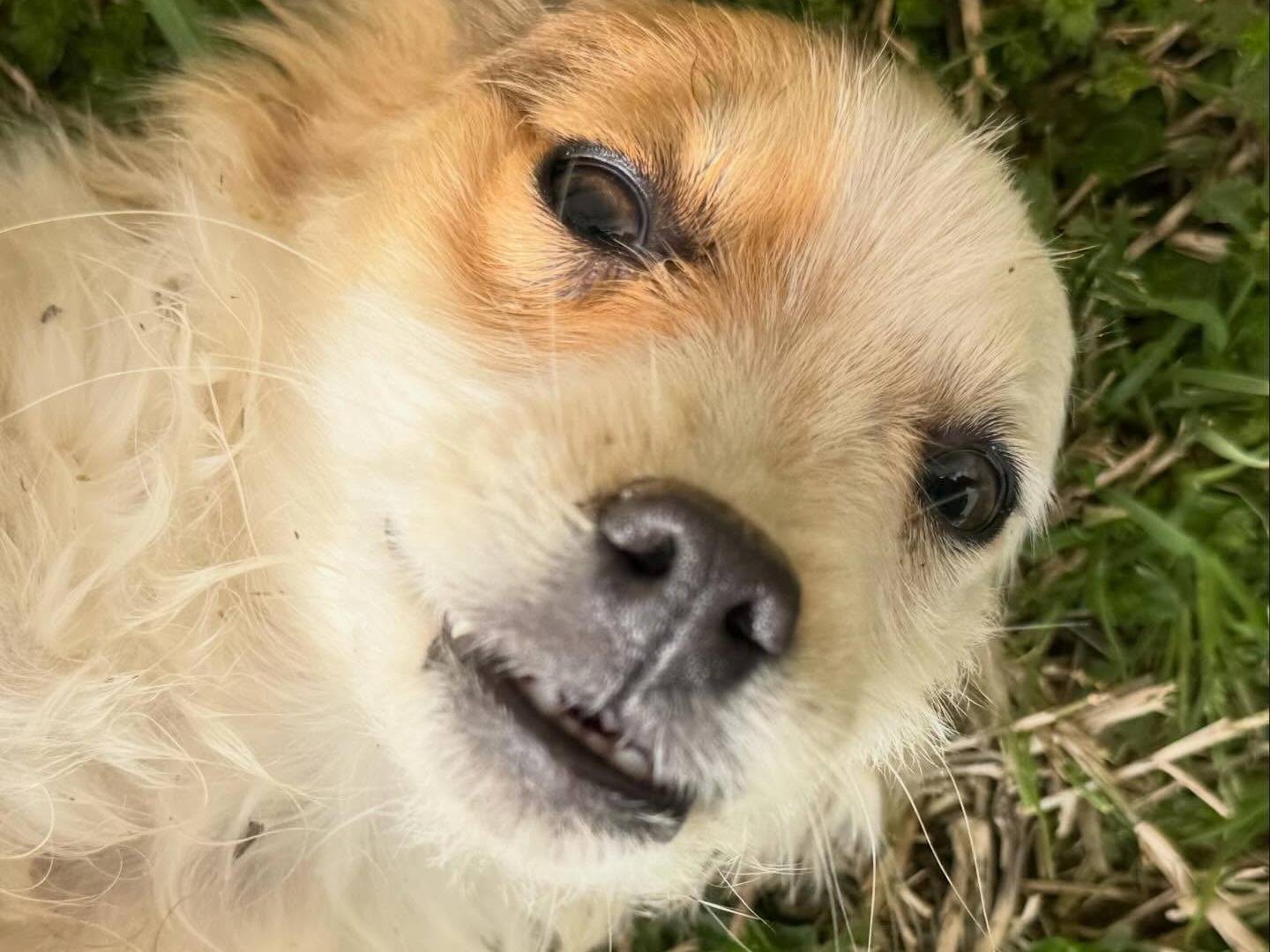 Vuoi adottare un cane a Matera?