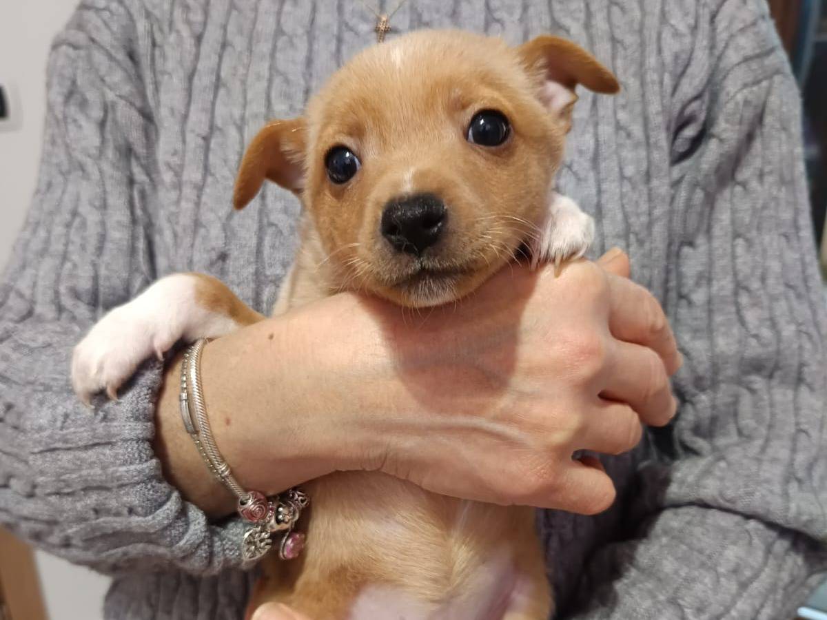 Adotta un cane, taglia piccola, femmina, Monza