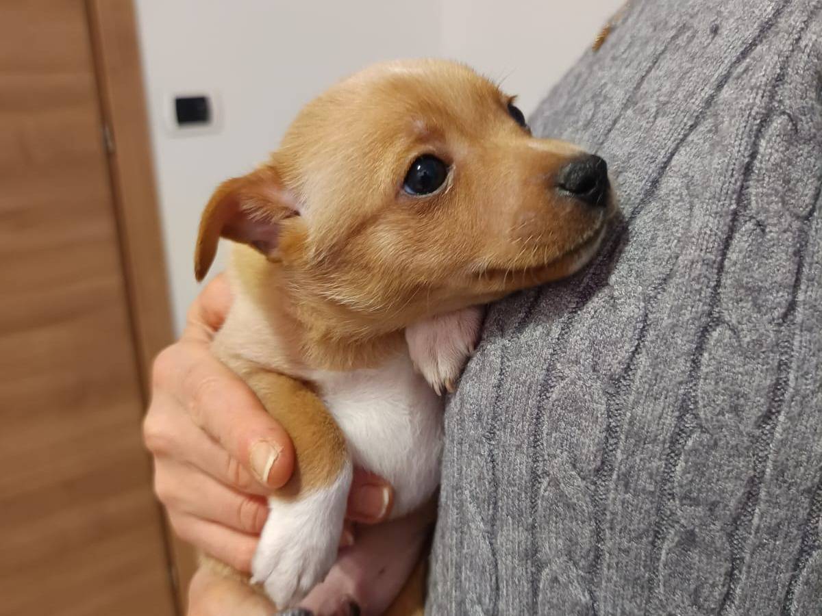 Vuoi adottare un cane a Monza?