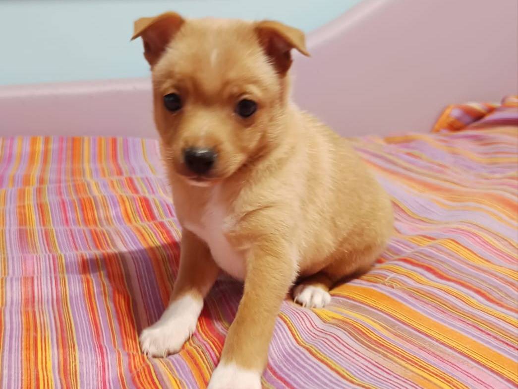 Adotta il cane Nives a Monza