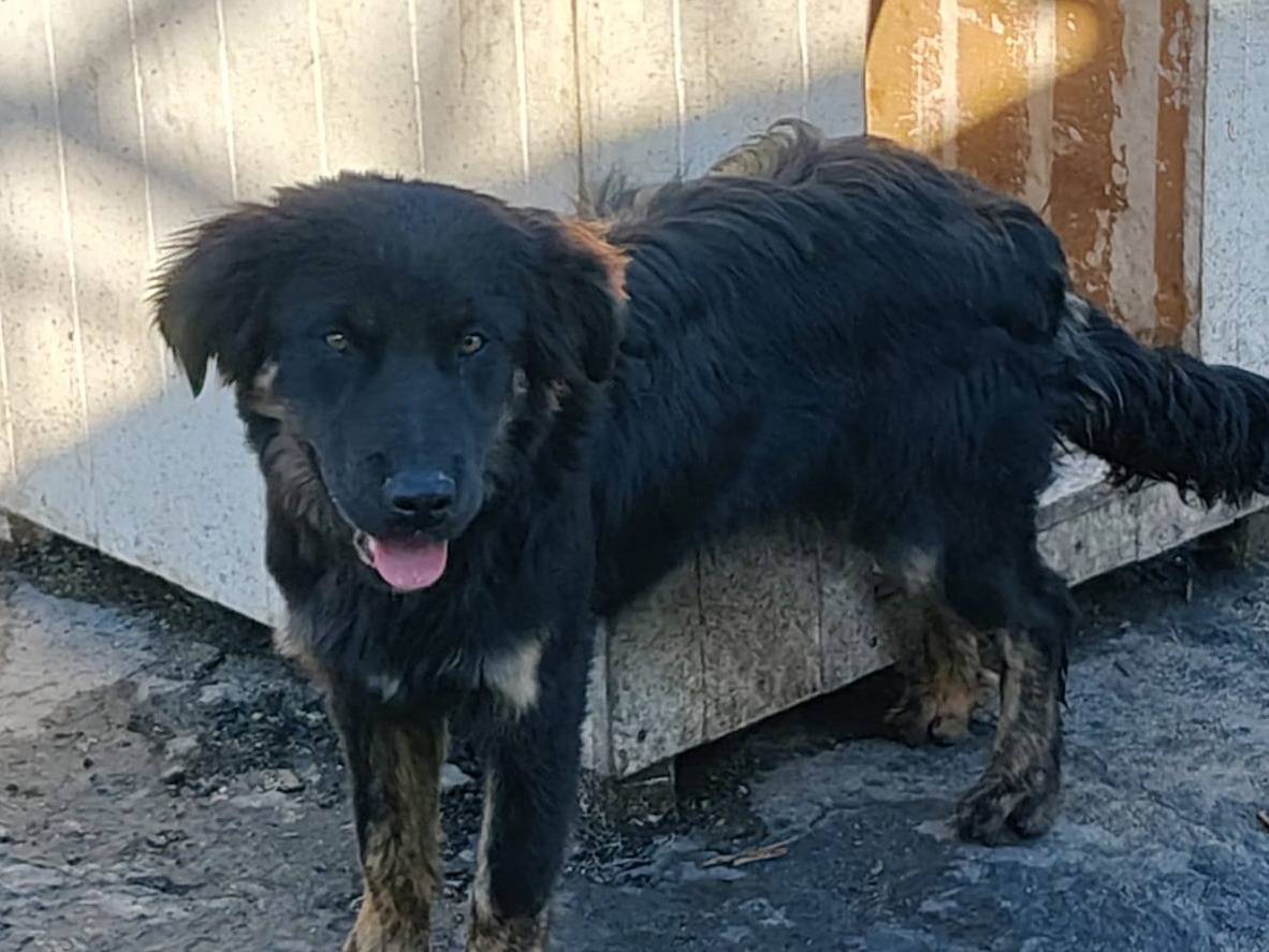 Adozione cane, maschio, Razza sconosciuta Razza sconosciuta, 9 mesi, taglia media, Trapani