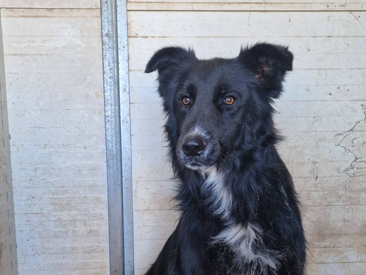 Adotta un cane, maschio, 2 anni e 1 mese, Milano