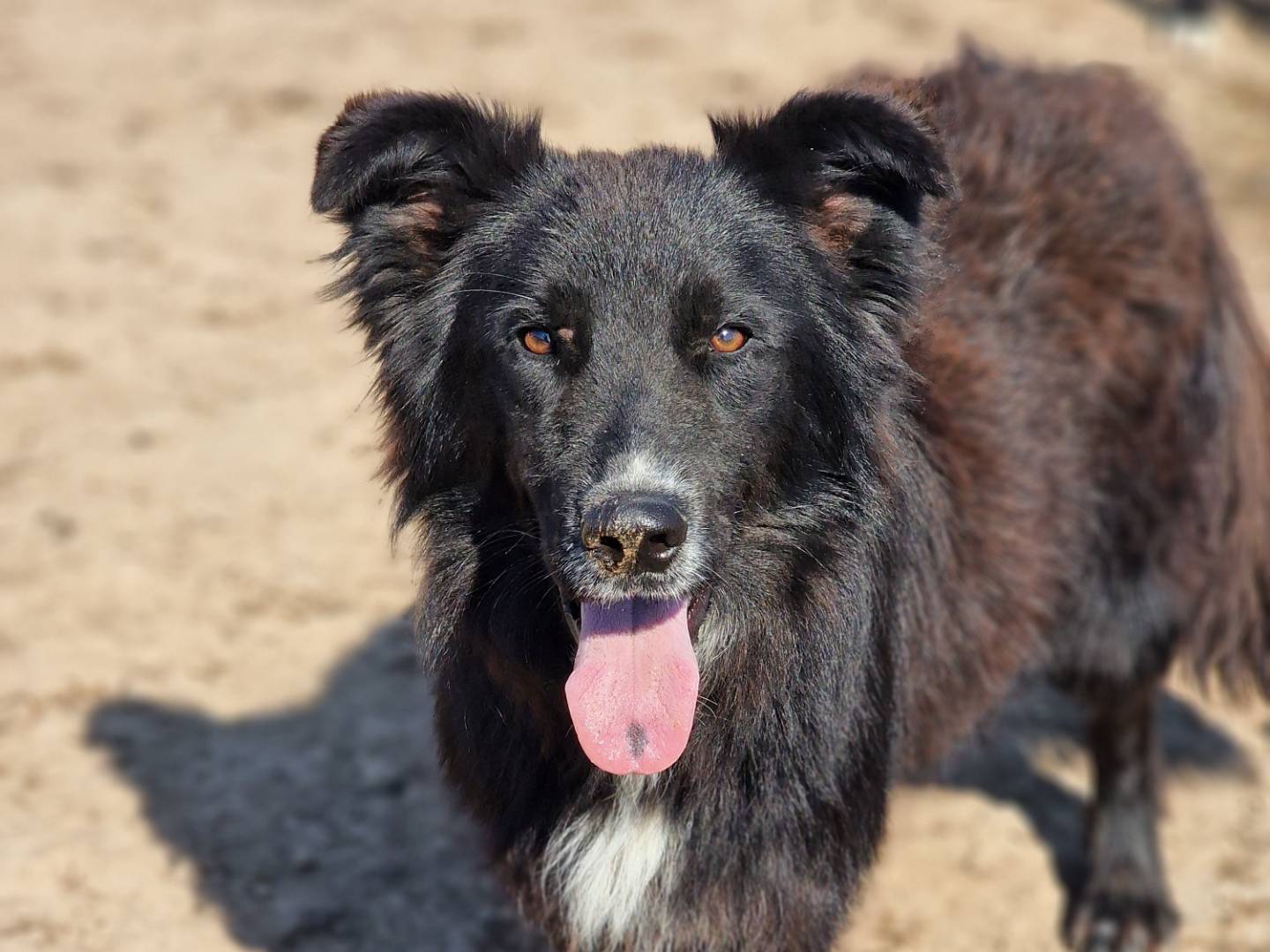 Adotta un cane, taglia media, maschio, Milano