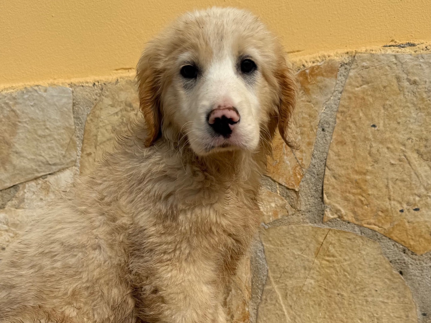 Adozione cane, maschio, Pastore maremmano Razza sconosciuta, 4 mesi, taglia grande, Matera