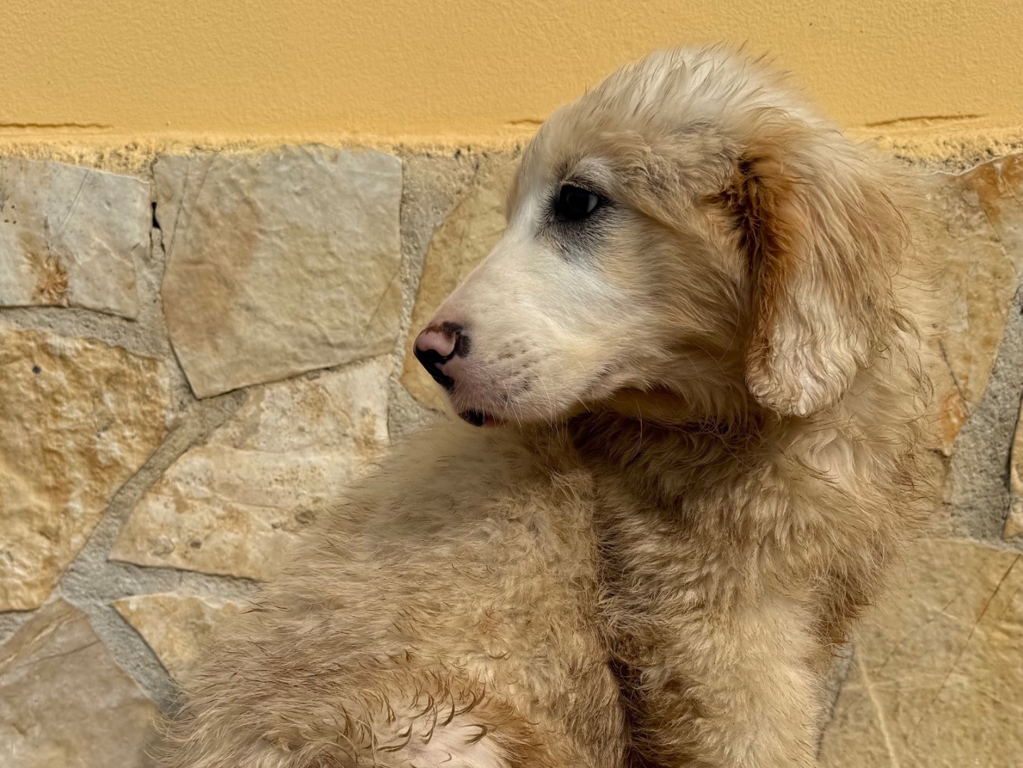 Adotta un cane, maschio, 4 mesi, Matera
