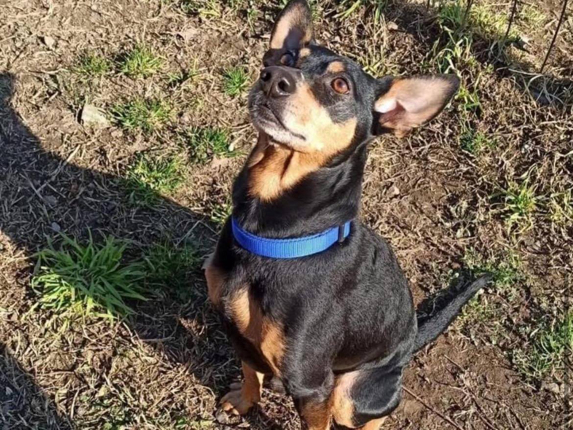 Adozione cane, maschio, Pinscher Razza sconosciuta, 7 anni e 3 mesi, taglia piccola, Bergamo