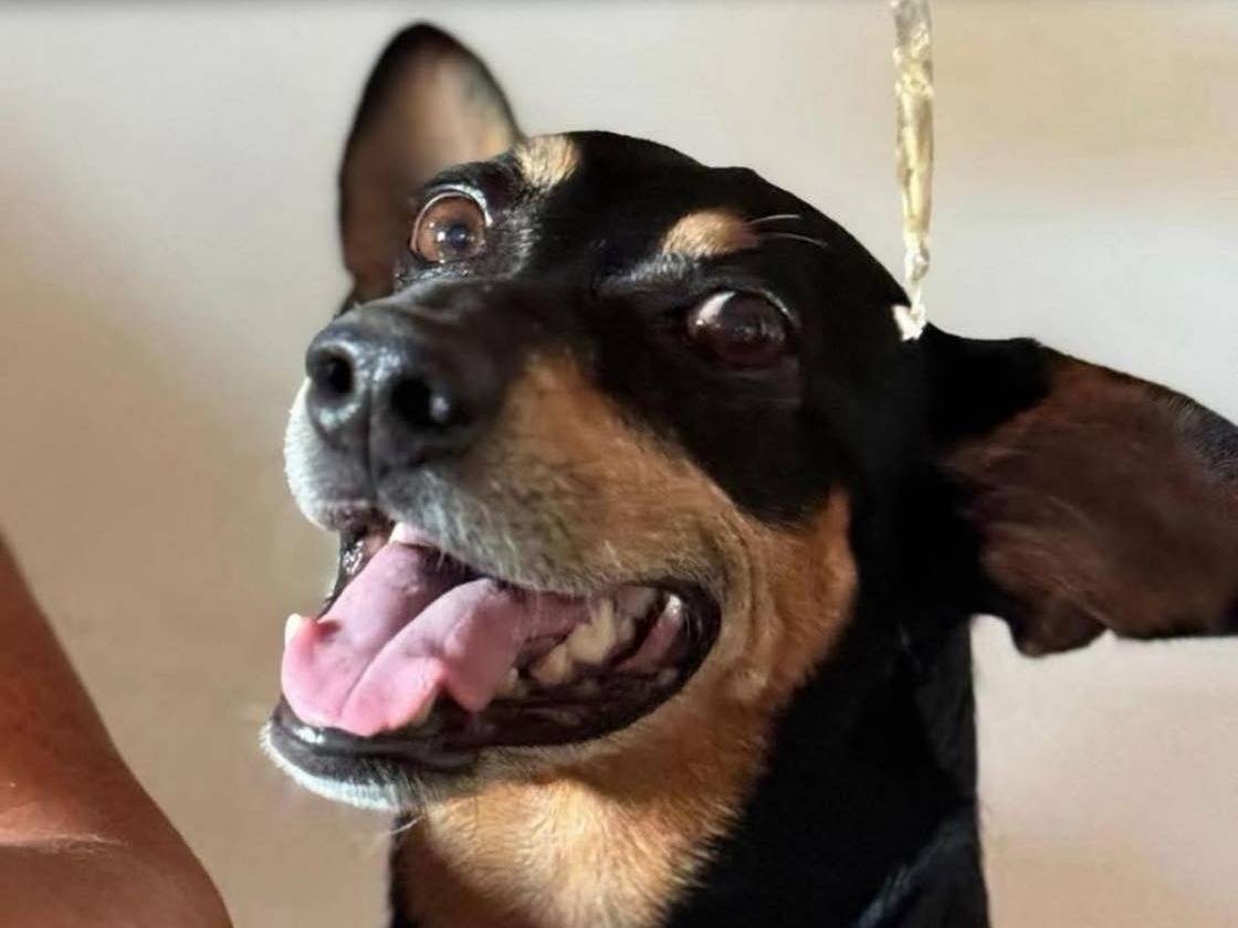 Adotta un cane, maschio, 7 anni e 3 mesi, Bergamo