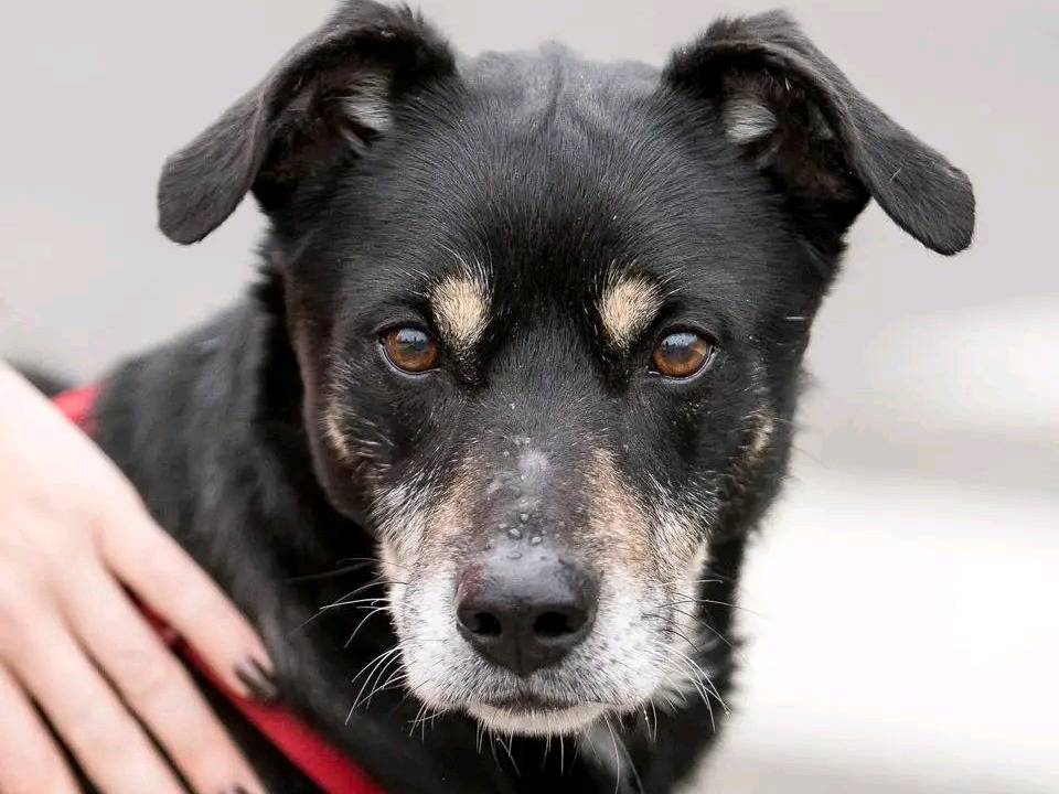 Adozione cane, maschio, Razza sconosciuta Razza sconosciuta, 14 anni, taglia media, Cremona