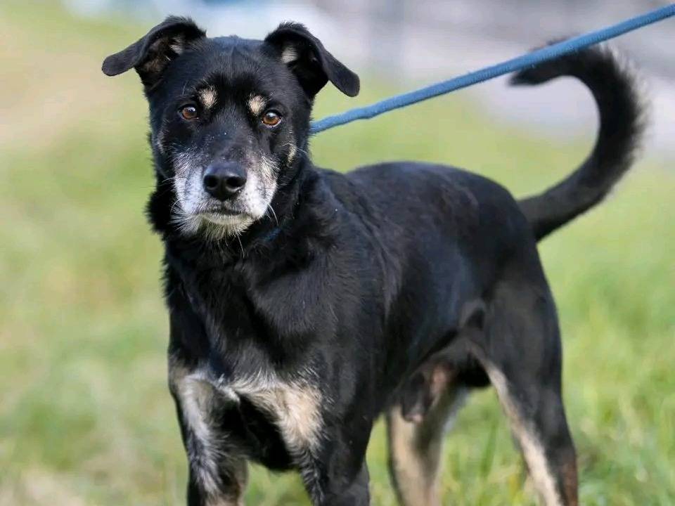 Adotta un cane, taglia media, maschio, Cremona