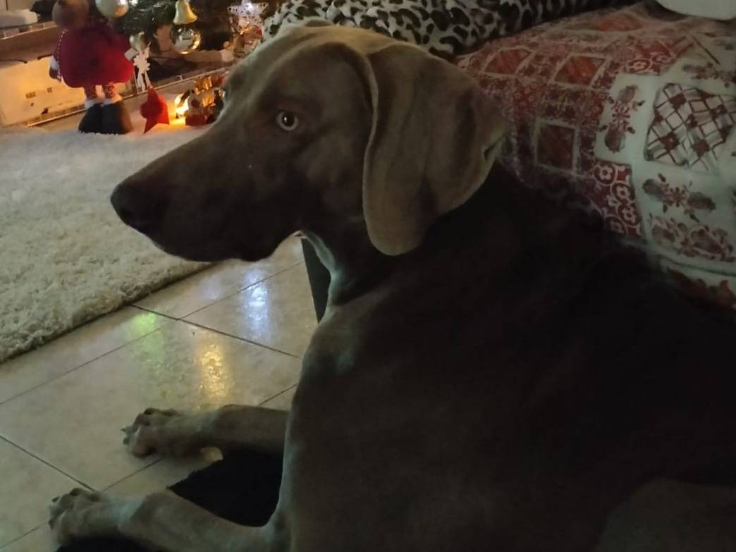 Adozione cane, maschio, Weimaraner Razza sconosciuta, 2 anni, taglia grande, Verona