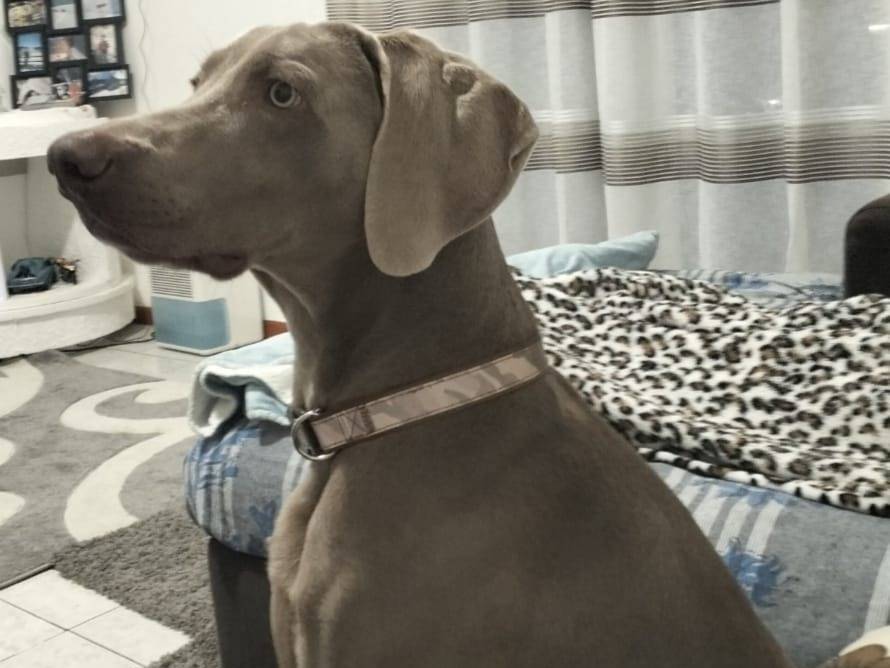 Adotta un cane, maschio, 2 anni, Verona