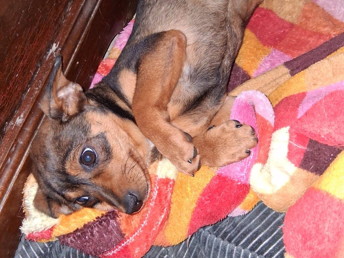 Adozione cane, femmina, Razza sconosciuta Razza sconosciuta, 4 mesi, taglia media contenuta, Pavia