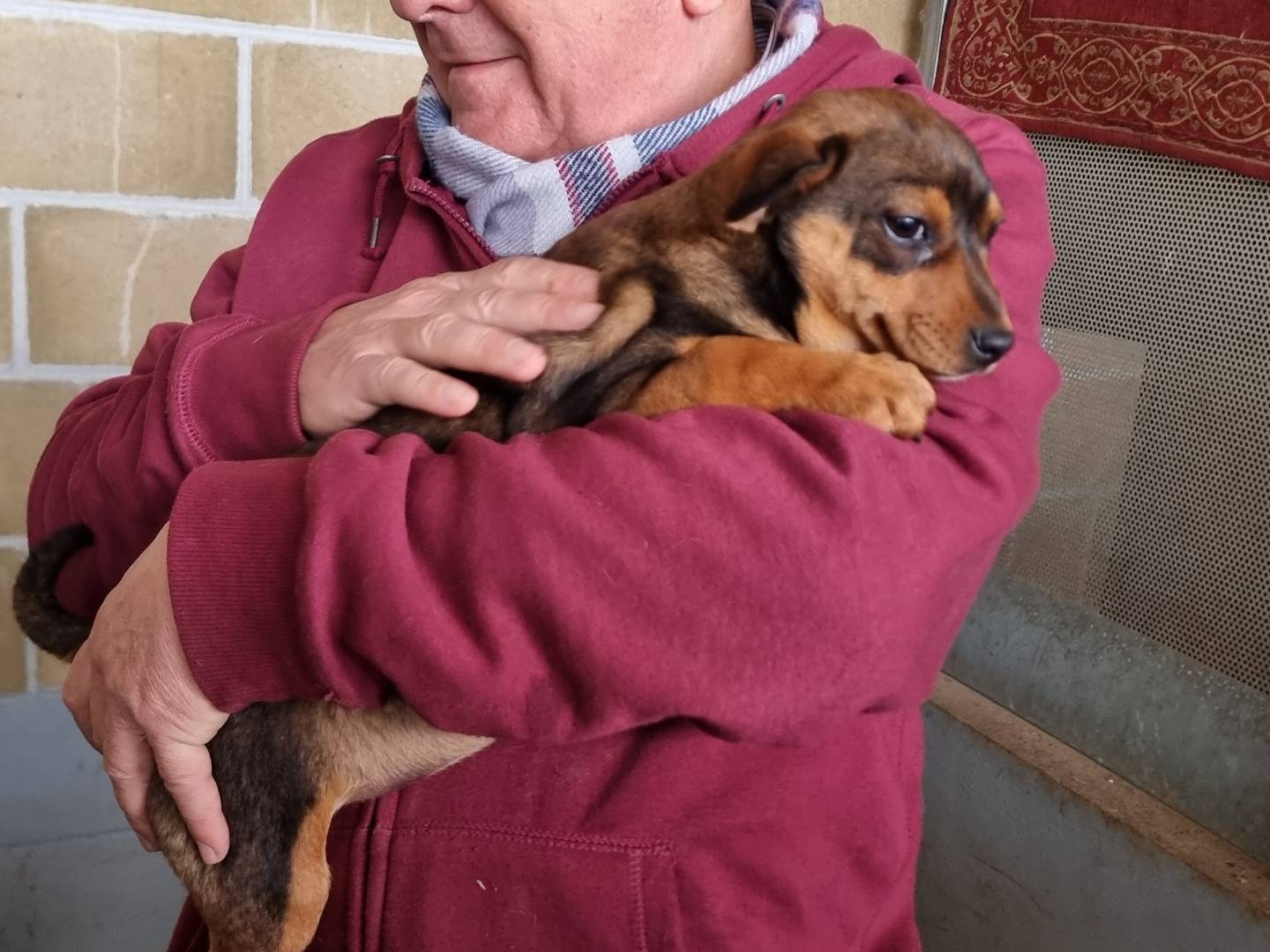 Adotta un cane, femmina, 4 mesi, Pavia