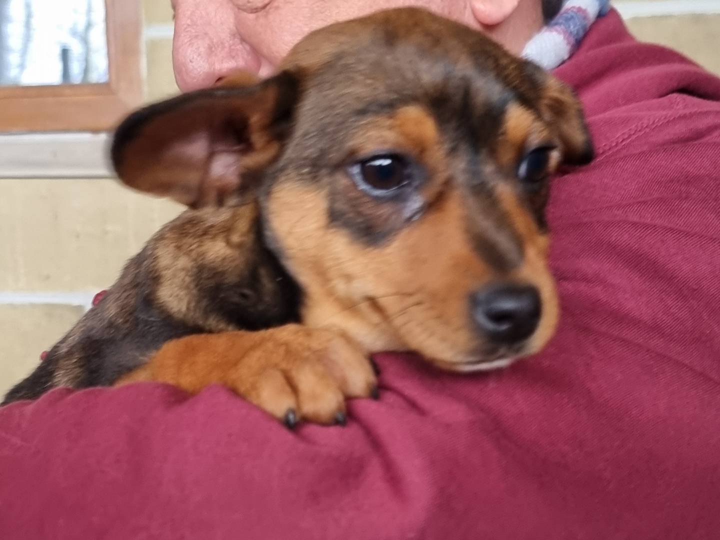 Adotta un cane, taglia media contenuta, femmina, Pavia