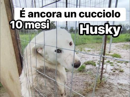 Adozione cane, maschio, Razza sconosciuta Razza sconosciuta, 11 mesi, taglia media, Barletta