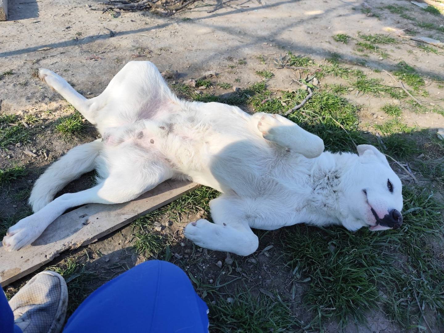 Adotta un cane, maschio, 11 mesi, Barletta