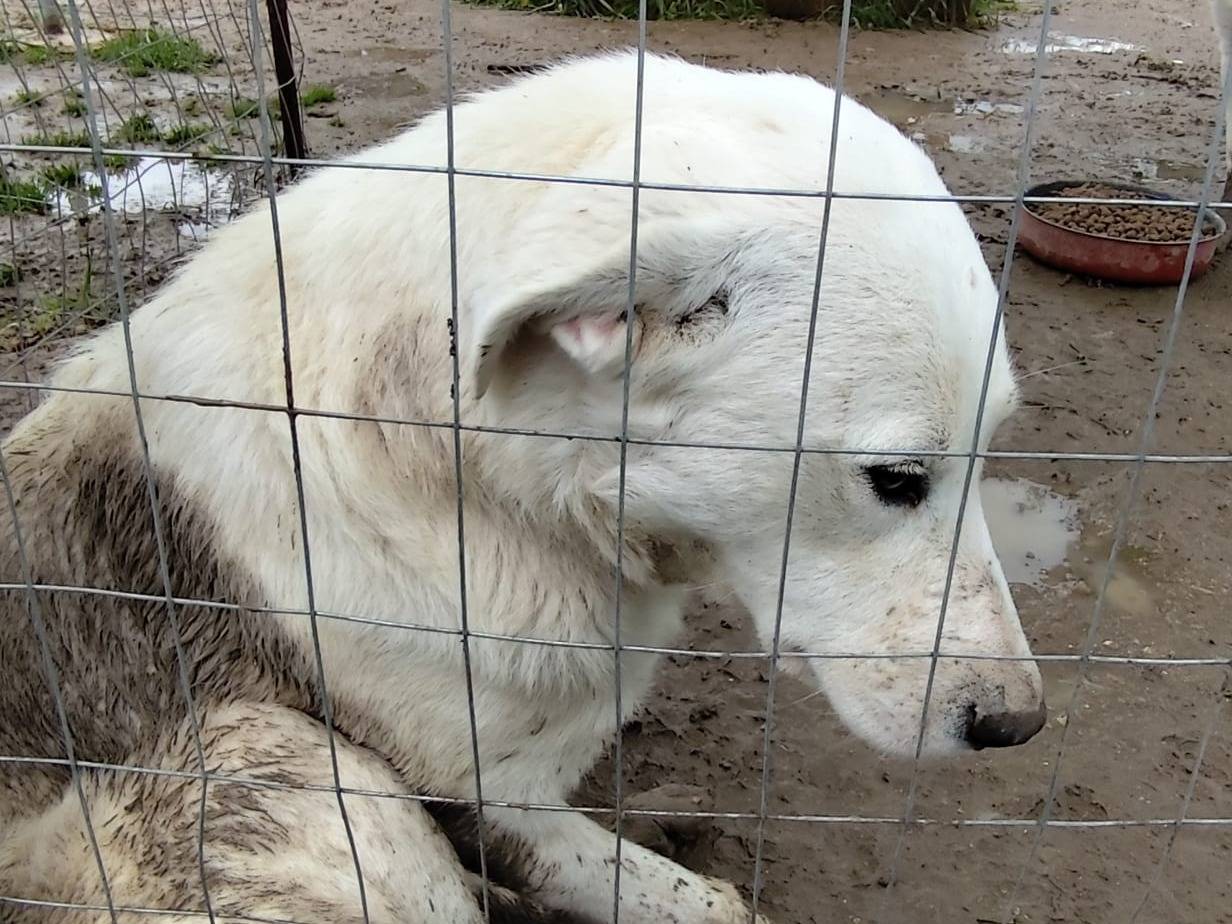 Adotta un cane, taglia media, maschio, Barletta