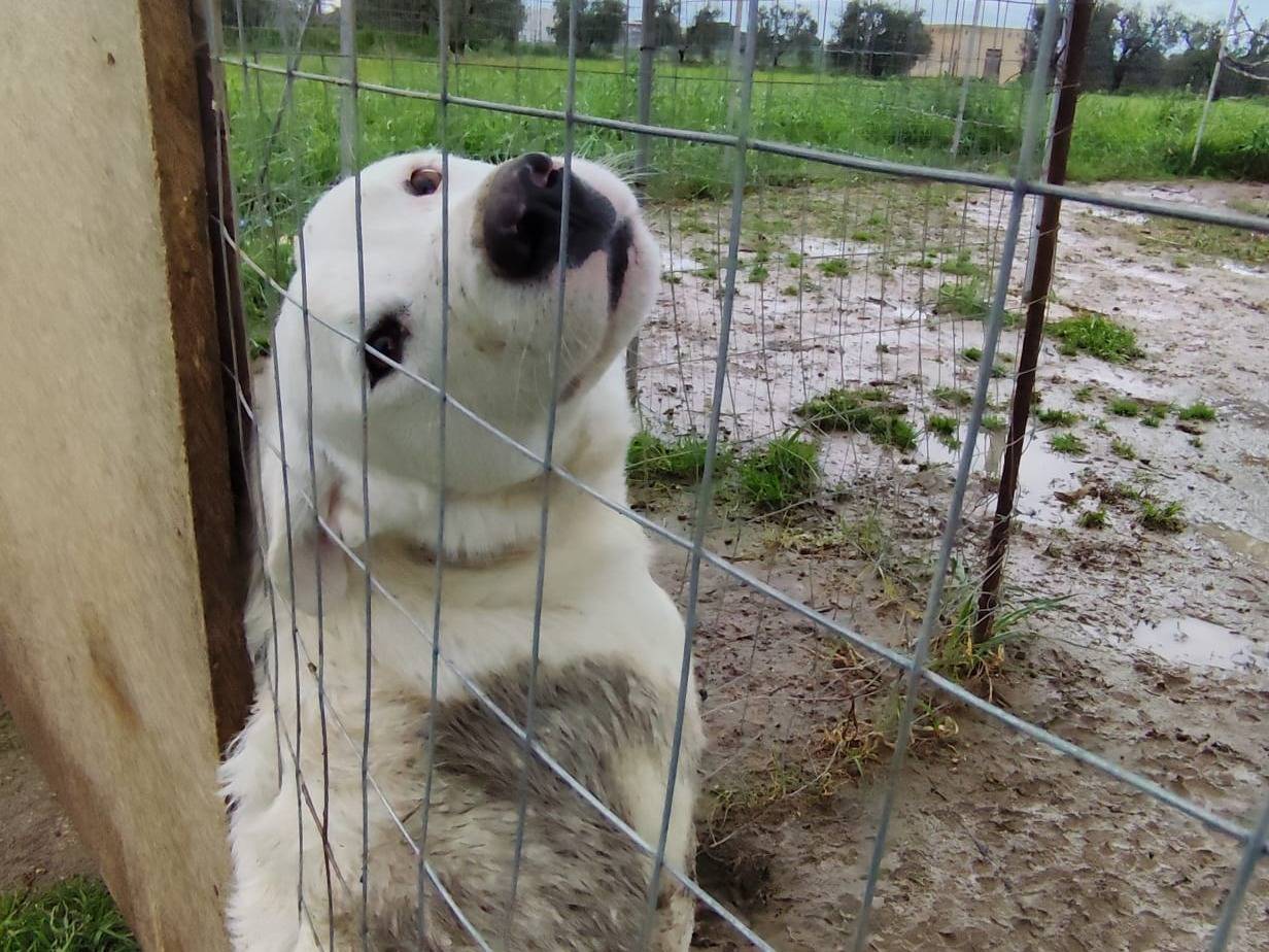 Vuoi adottare un cane a Barletta?