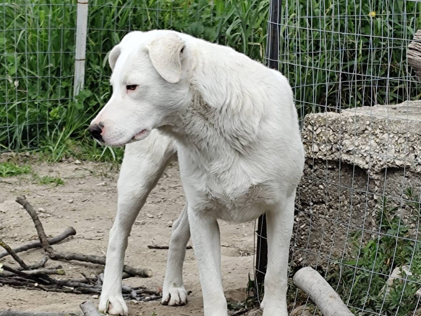 Adotta il cane Husky a Barletta