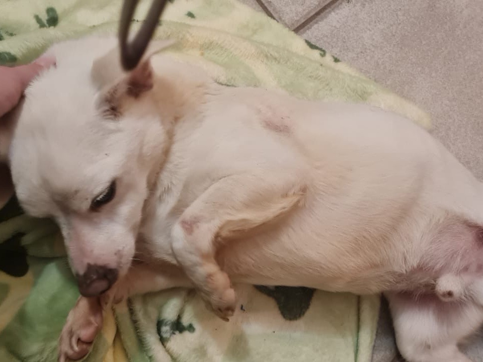 Vuoi adottare un cane a Trento?