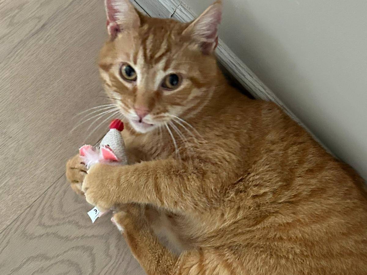 Adozione gatto, maschio, Razza sconosciuta Razza sconosciuta, 2 anni e 7 mesi, taglia non valida, Messina