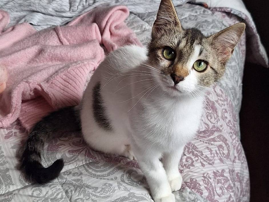 Adozione gatto, femmina, Razza sconosciuta Razza sconosciuta, 6 mesi, taglia non valida, Genova