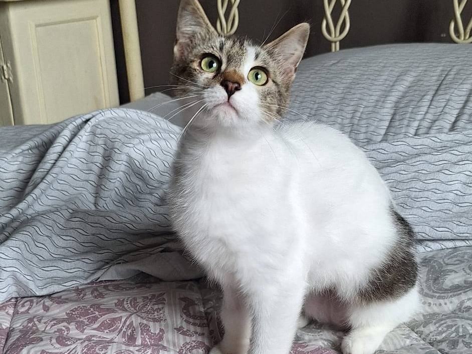 Adotta un gatto, femmina, 6 mesi, Genova