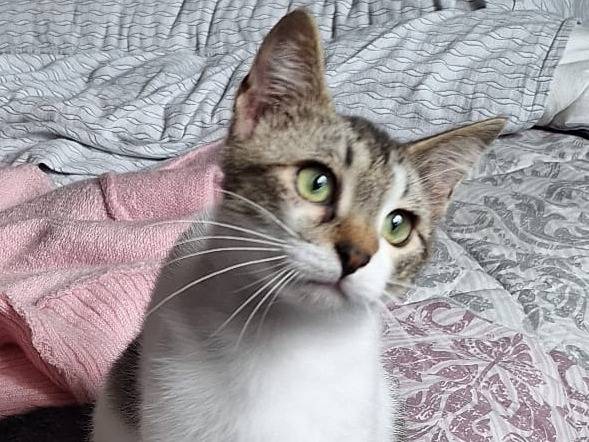 Adotta un gatto, taglia non valida, femmina, Genova